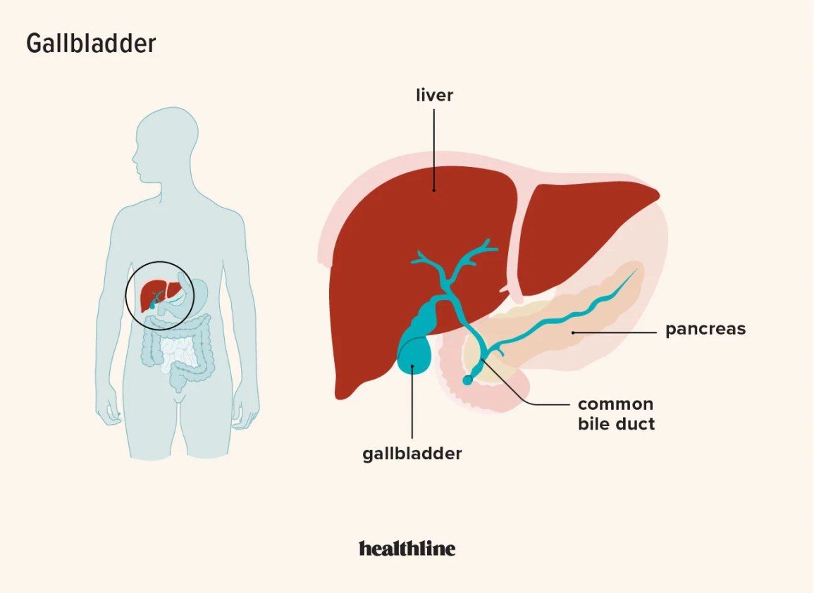 a medical diagram of the gallbladder