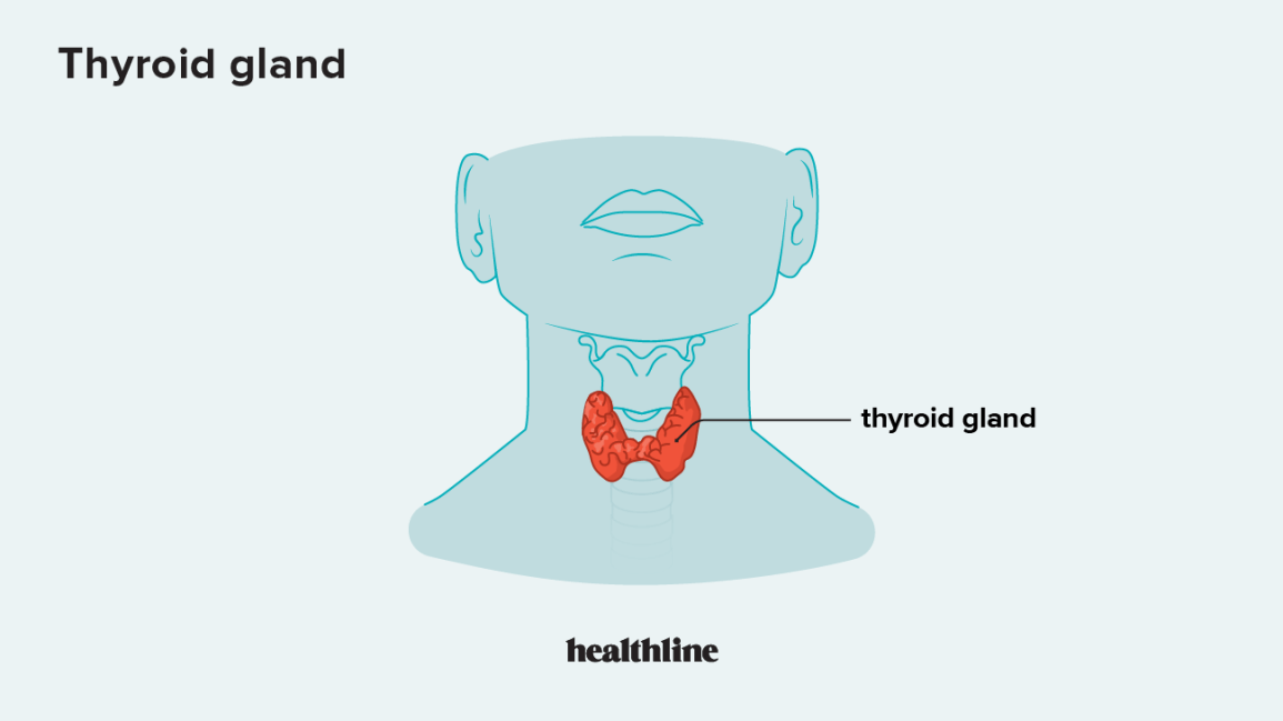 location of the thyroid gland
